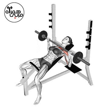 پرس بالا سینه