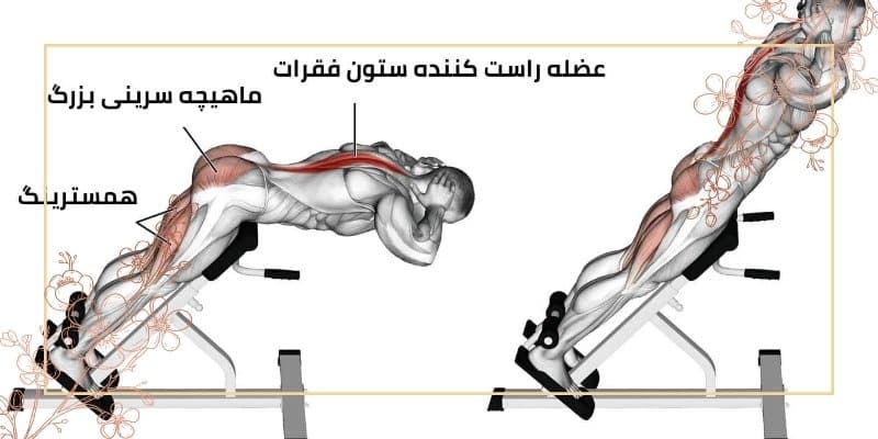 فیله کمر کجاست؟