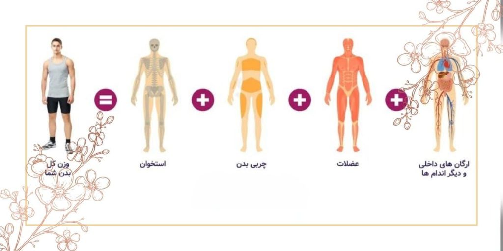 آیا ترکیب بدنی خود را می دانید؟